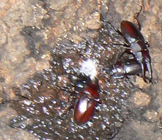 団地前のクヌギ_後面-目線より50cm上 ノコギリクワガタの2ペア 2021年7月13日 19時30分頃 気温26度